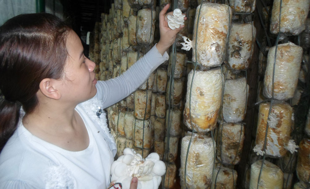 Kỹ thuật trồng nấm bào ngư cho hiệu quả cao
